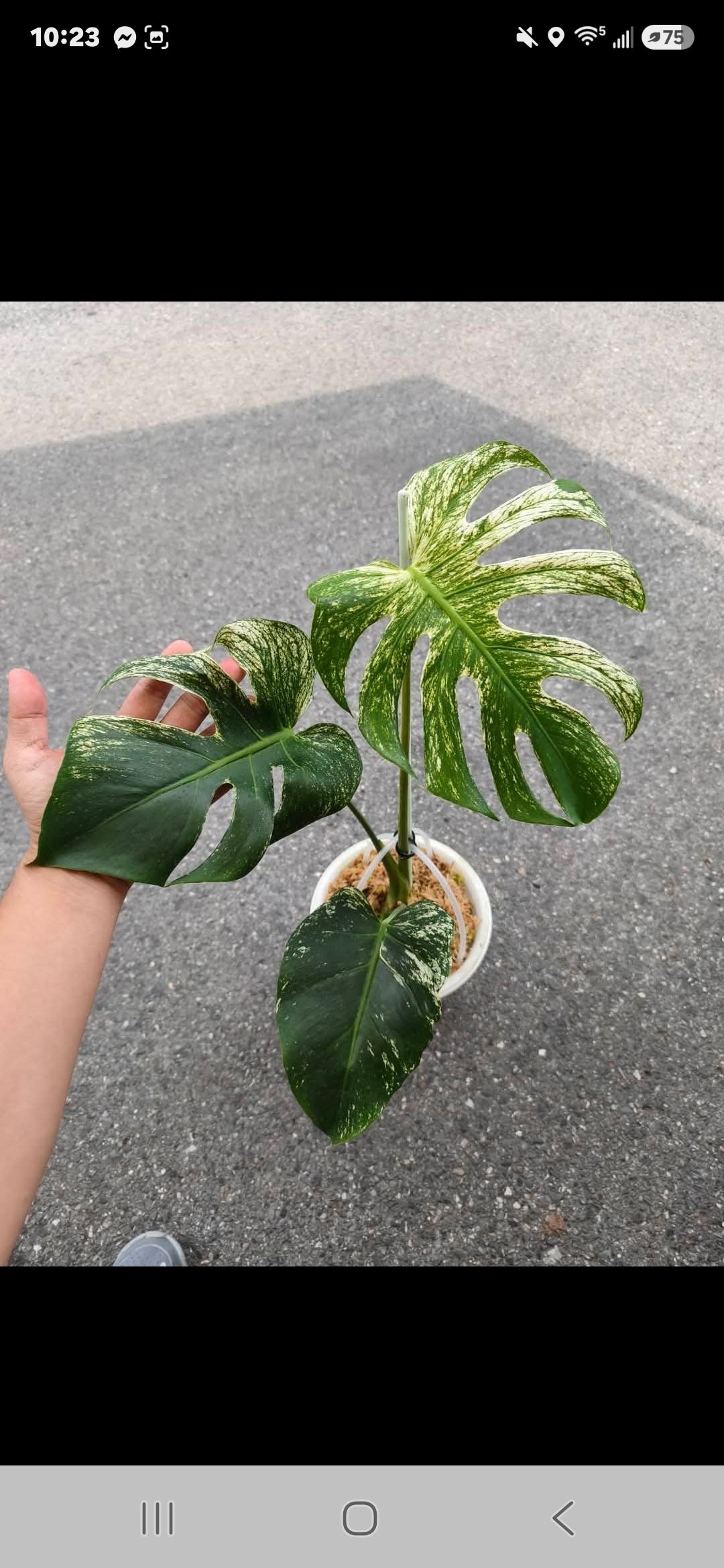 Monstera Devil+ Klarna 5% +International Shipping- Reserved Harmonee Johnson