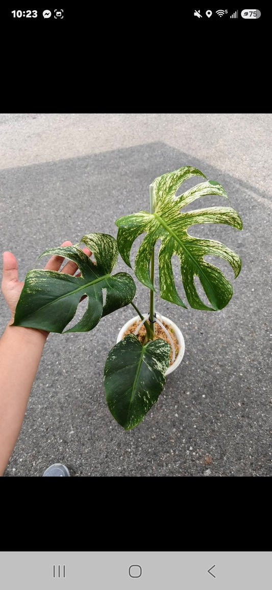 Monstera Devil+ Klarna 5% +International Shipping- Reserved Harmonee Johnson