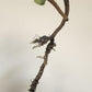 Monstera Brazilian Full Mint Mid Cut Reserved for Jenny Newland Osbon