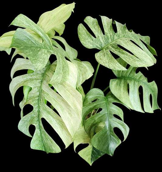 Monstera Full Mint Mother Plant- Reserved Siyuan Yu