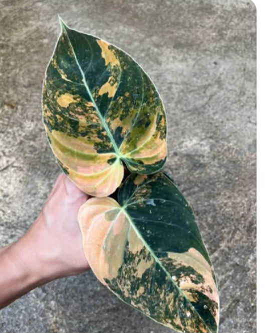 Flox x Mayoi x2, Melano Orange, Brown Beauty -$2 add on UPS shipping x 2 +5% Pay in 4. -Reserved Pam Brown