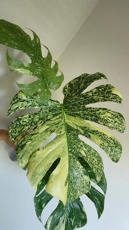 Monstera Starlight- Reserved Kyle Kozlowski