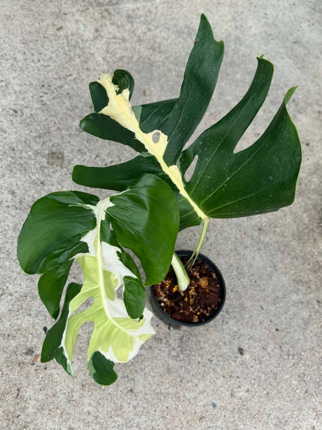 Monstera White Lava +International Shipping + 5% Pay in 4- Reserved Ericka Kamenos