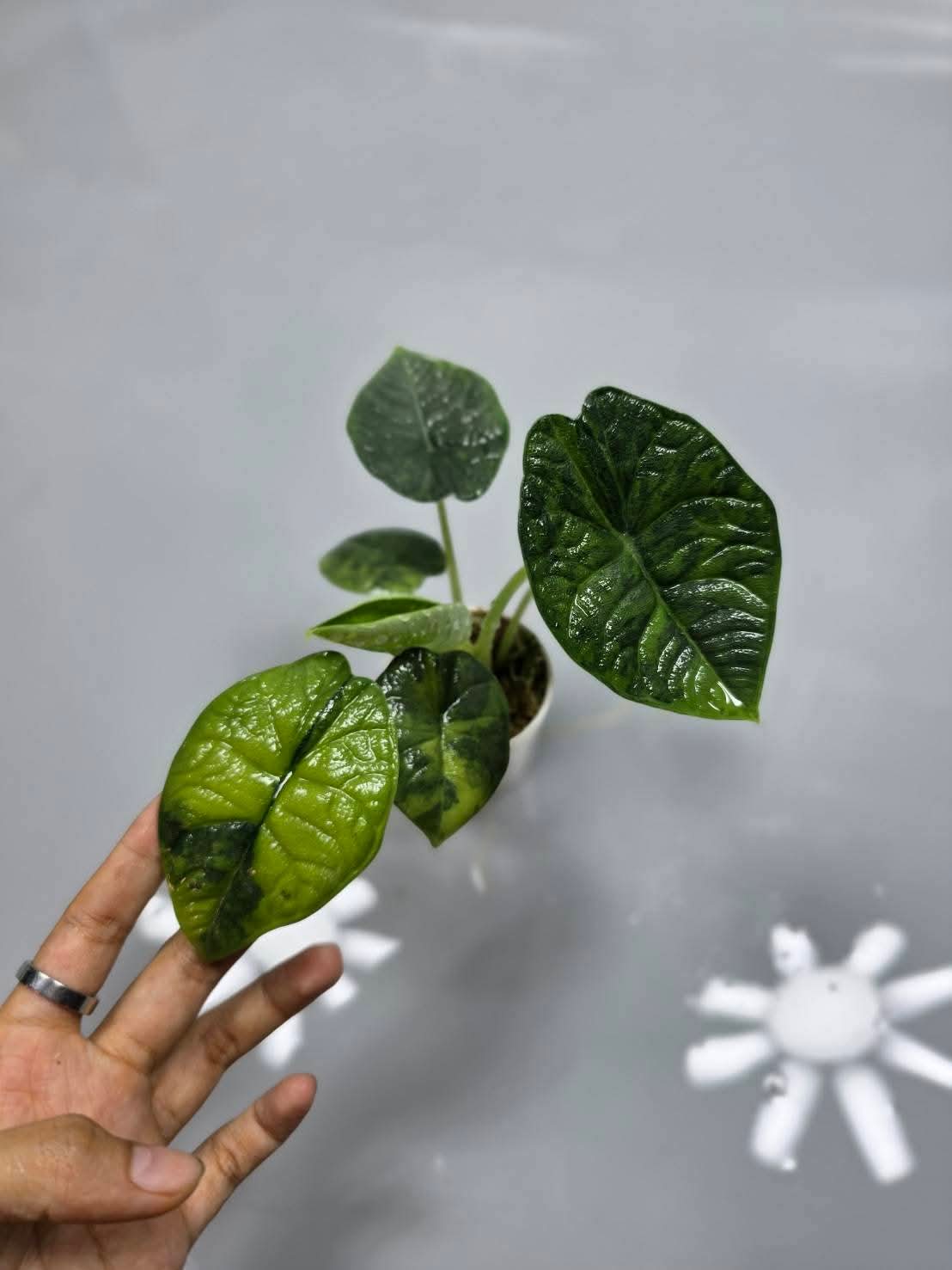 Alocasia Melo GOG+ International Shipping- Pay in 4 5%- Reserved Rocco Anthony Malarbi Jr