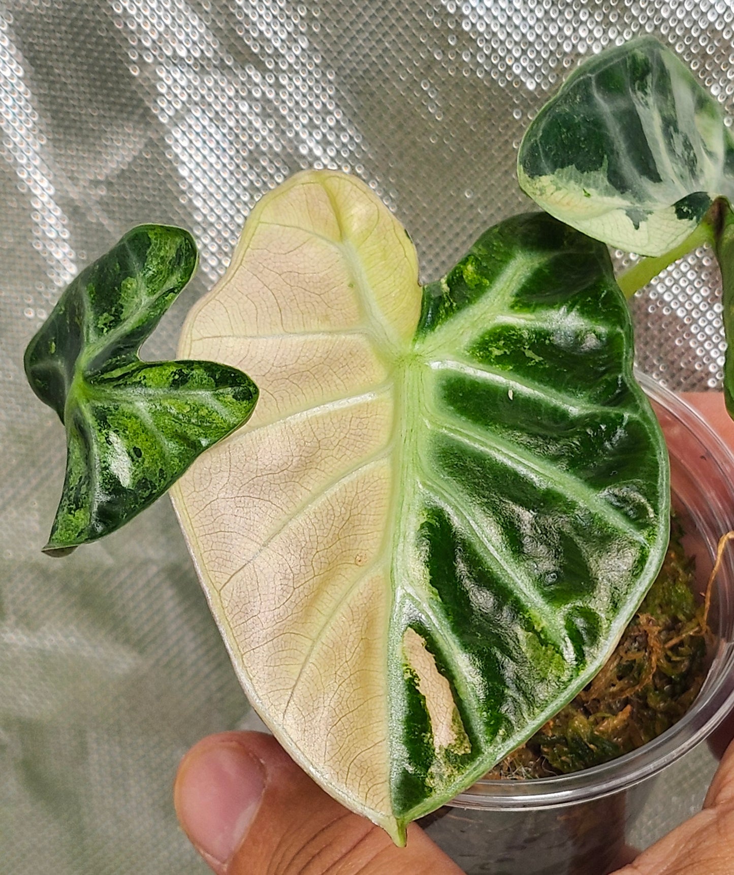 Alocasia Ballon Heart Pink reserved for Maria Bagsic