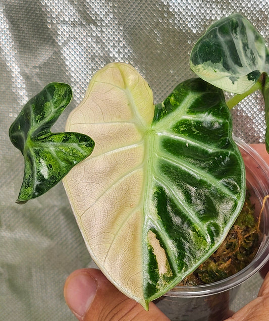 Alocasia Ballon Heart Pink reserved for Maria Bagsic