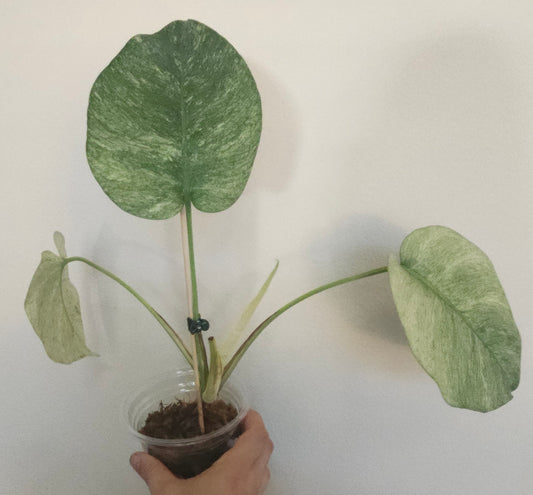 Monstera Full Mint #2 reserved for Meh Ruk