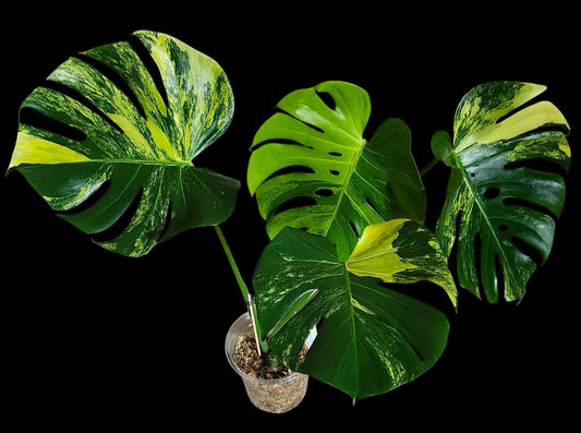 Monstera Yellow Marilyn- Reserved Kim Wimberley