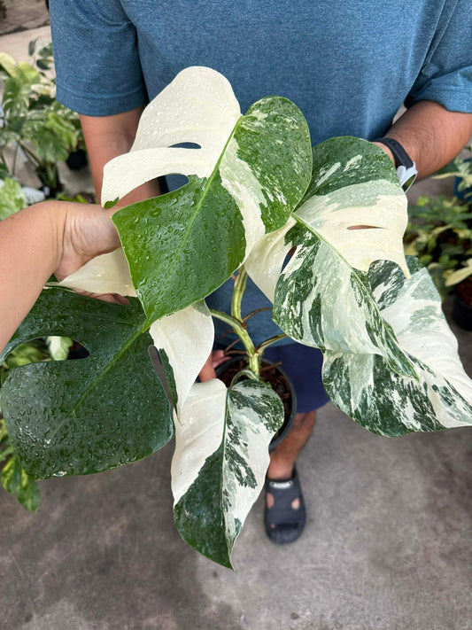 Monstera Albo, Monstera Mint- Reserved Carla Roeper