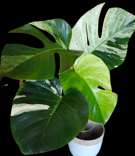 Monstera Mint #3 - Reserved Lauren Marshall