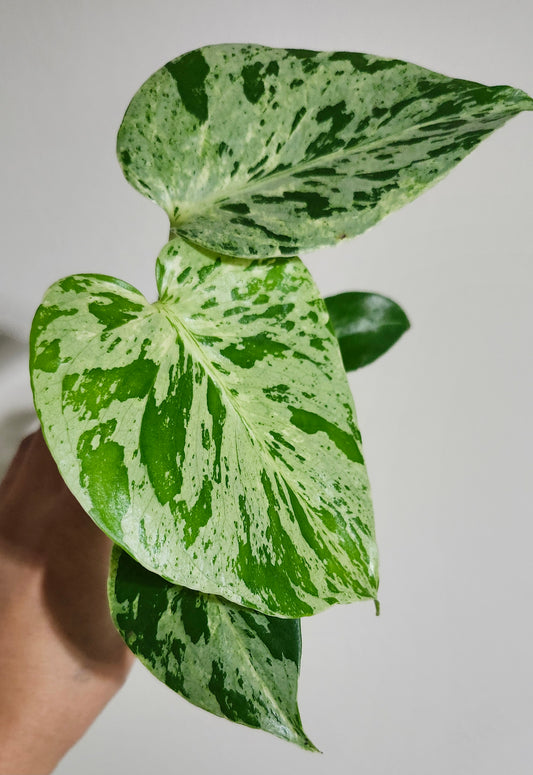 Monstera Bulbasaur TC #3- Reserved Harmonee Johnson