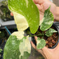 M. White Lava + M. Medusa+ International Shipping x2 + 5% Pay in 4- Reserved Danielle Reed