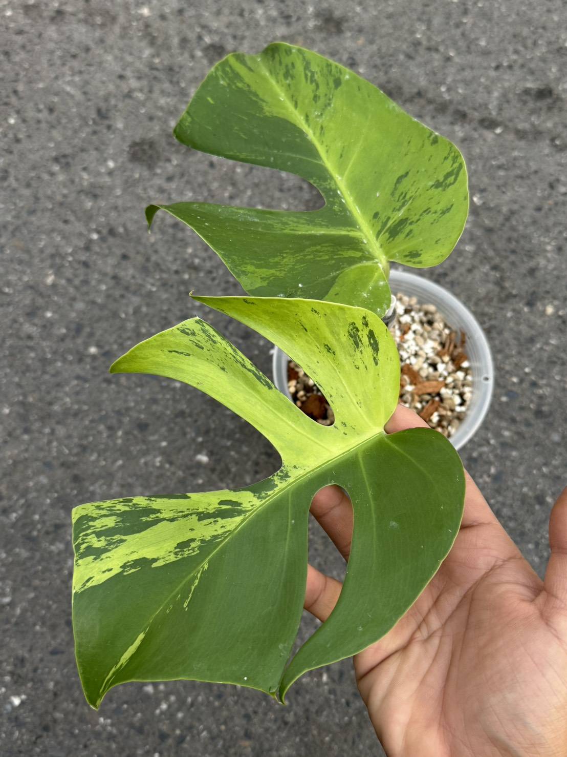 Monstera Light Lime- Reserved Lynette Zielke