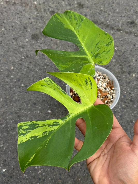Monstera Light Lime- Reserved Lynette Zielke