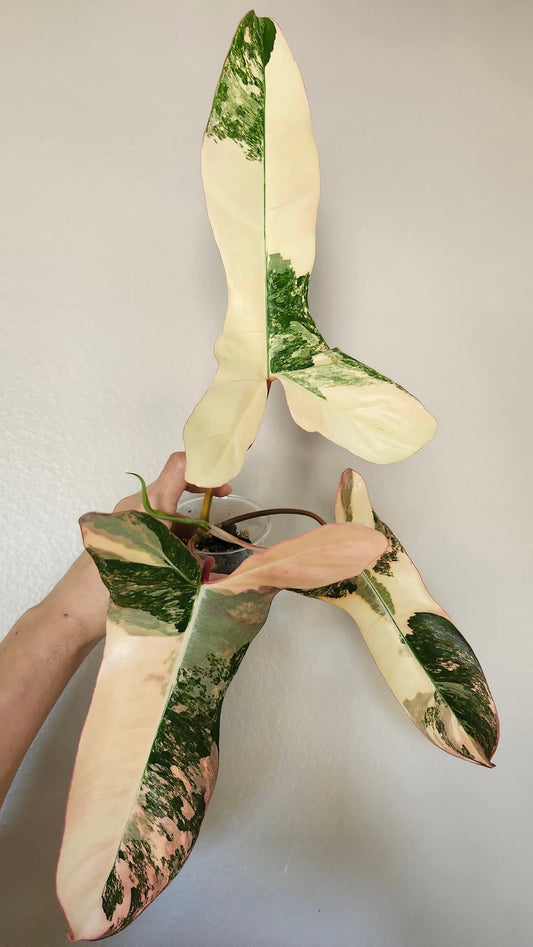 Philodendron Florida Beauty x Billietiae Hybrid reserved for Naahar Ahmed