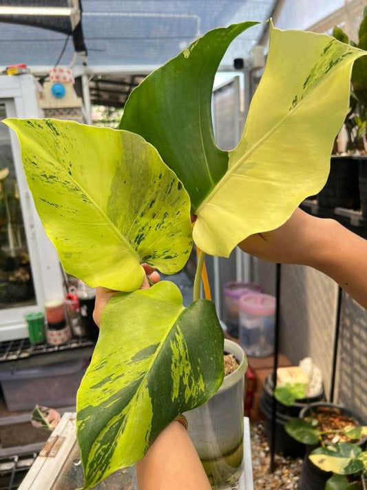 Monstera Light Lime- Reserved Ericka Kamenos