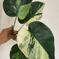 Monstera Mint #7 (Water Rooting) + Monstera Mint Top Cut