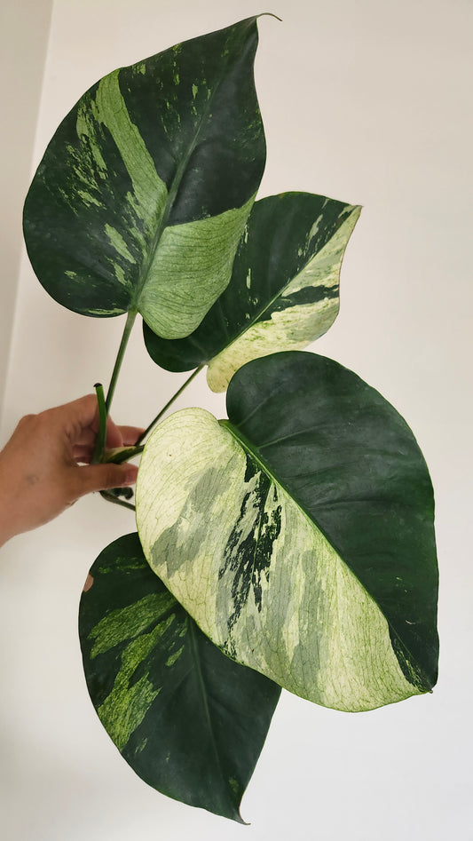 Monstera Mint #7 (Water Rooting) + Monstera Mint Top Cut