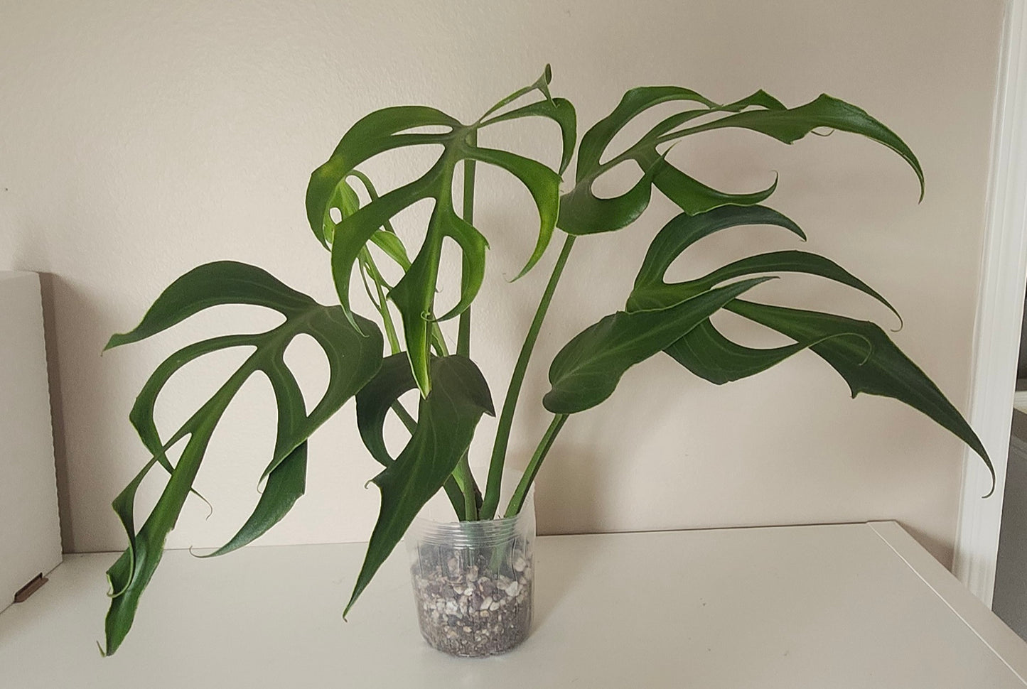 Monstera Burle Marx Flame reserved for Maria Camille Ramillano