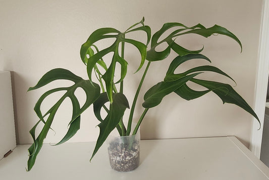 Monstera Burle Marx Flame reserved for Maria Camille Ramillano