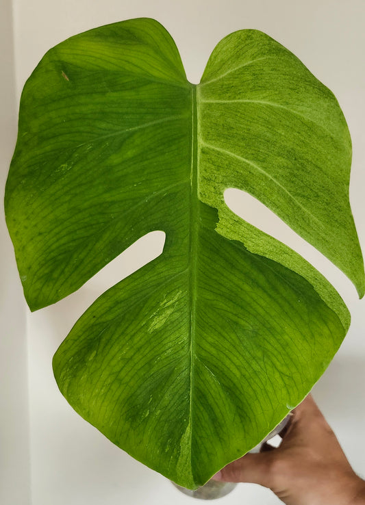 Monstera Mint #7 (Water Rooting) + Monstera Mint Top Cut