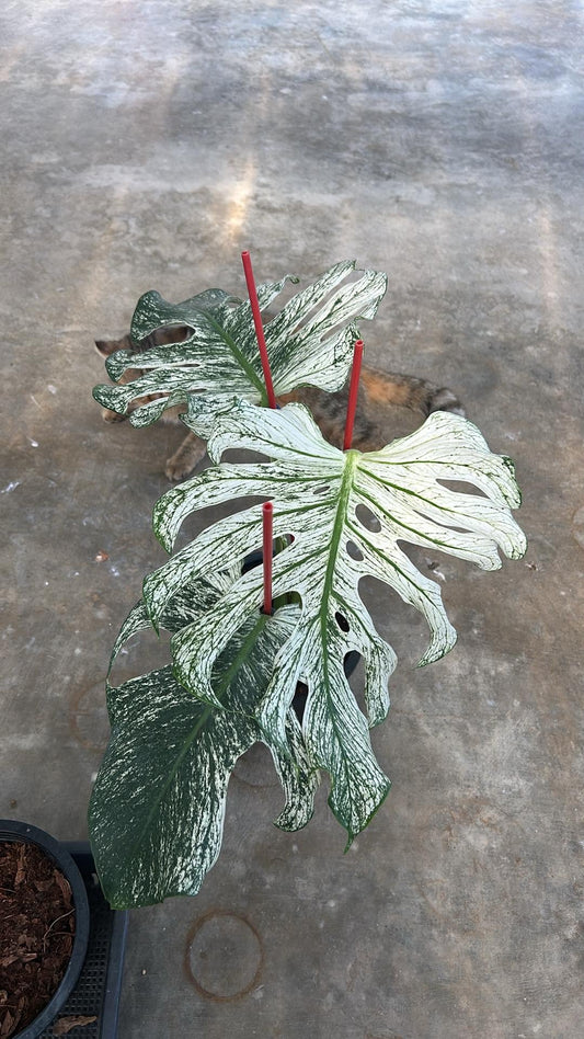 Monstera Devil + Int. Ship.+ 5 % pay in 4- Reserved Nancy Angelica Rivera