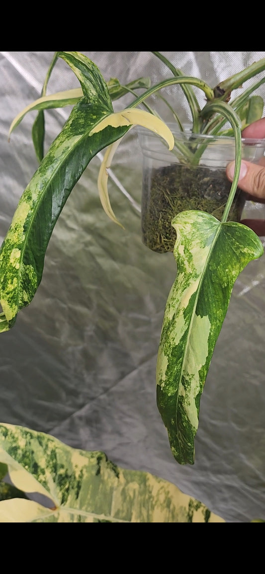 Philodendron Holtonianum Variegated reserved for Chad A. Popour