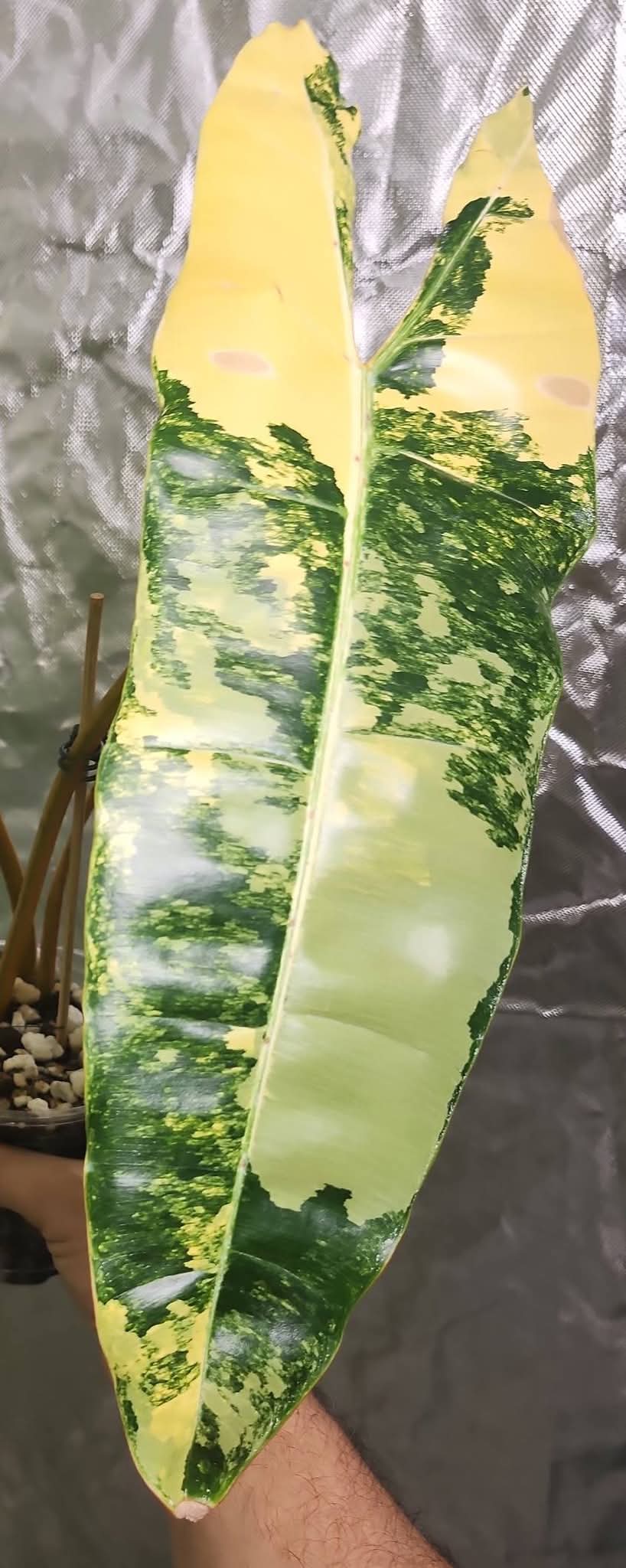 Variegated Billietiae reserved for Kimberly Thompson