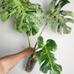 Monstera Vietciosa, Medusa, Devil +5% Klarna- Reserved Marie Ligaya