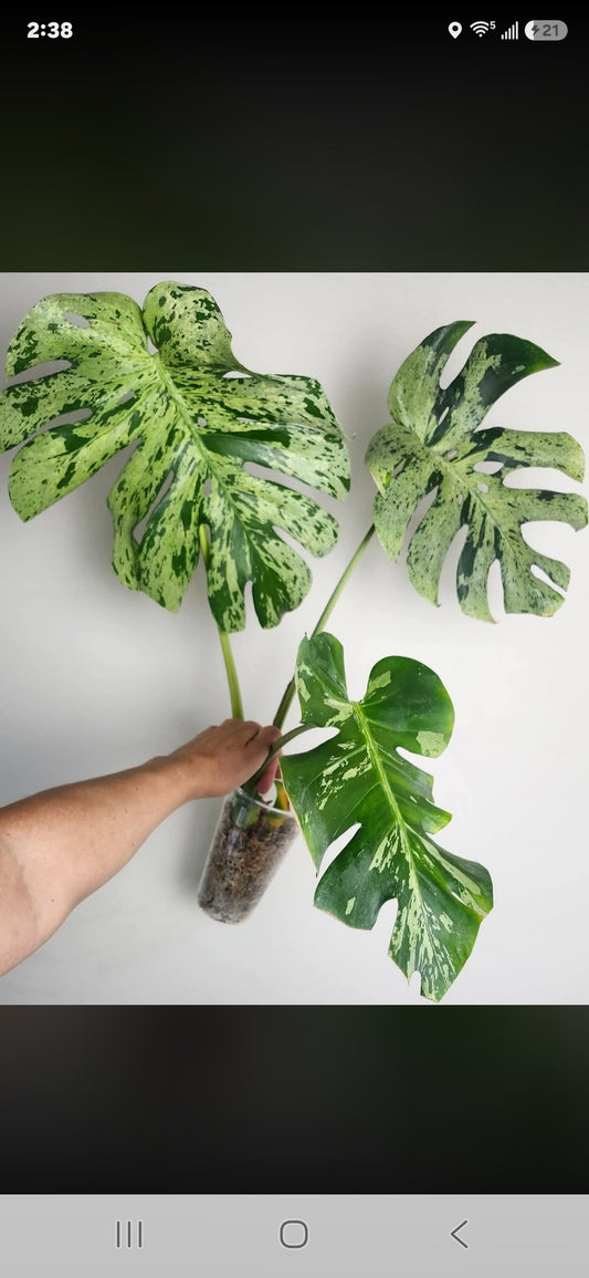 Monstera Vietciosa, Medusa, Devil +5% Klarna- Reserved Marie Ligaya
