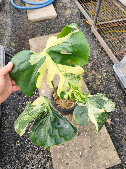 Ocean mint mutation reserved for  Nancy Angelica Rivera