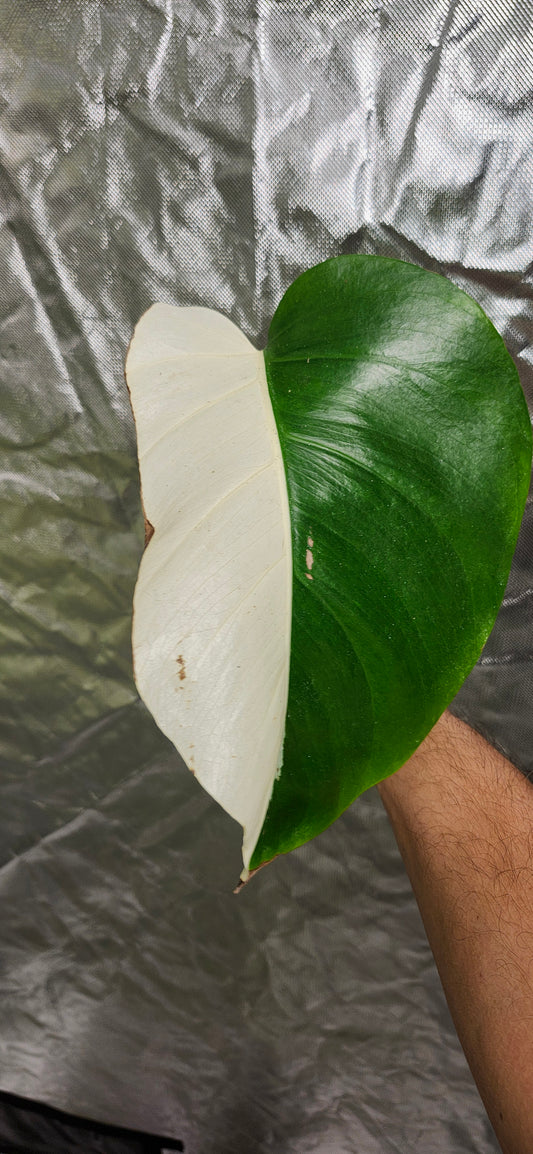 Monstera Brazilian mint mid cut and Aurea Mid Cut Reserved for Ashley Wofford
