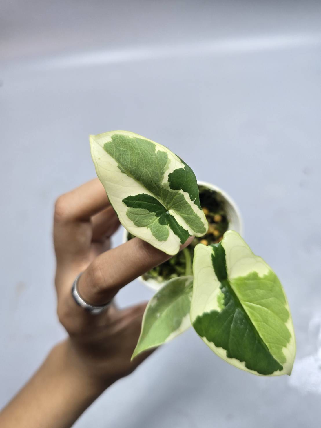 Alocasia scalprum albo reserved for Marrisa Locke