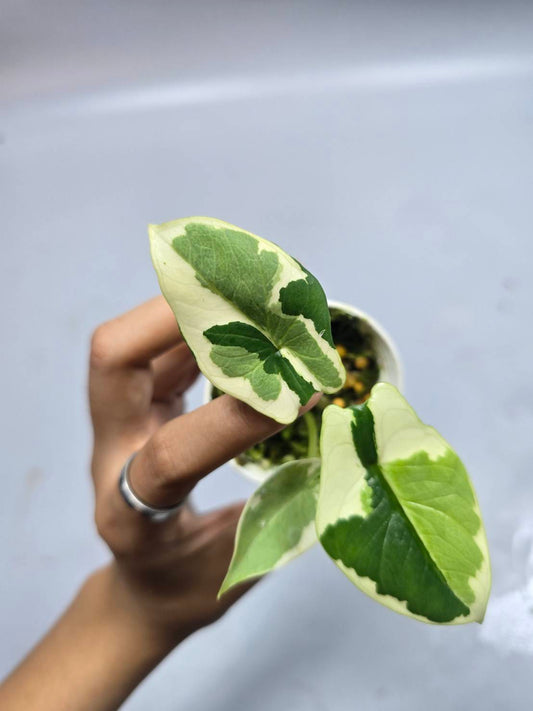 Alocasia scalprum albo reserved for Marrisa Locke