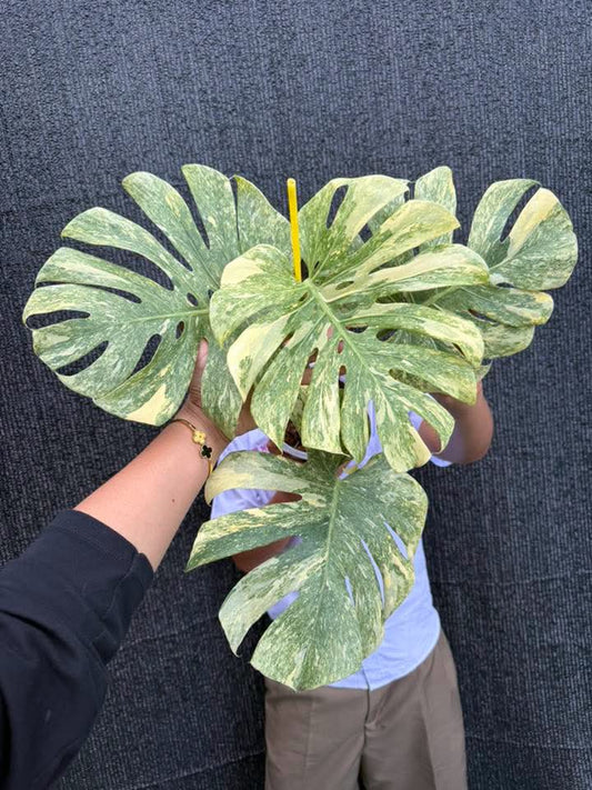 Monstera Legacy reserved for Lynette Zielke