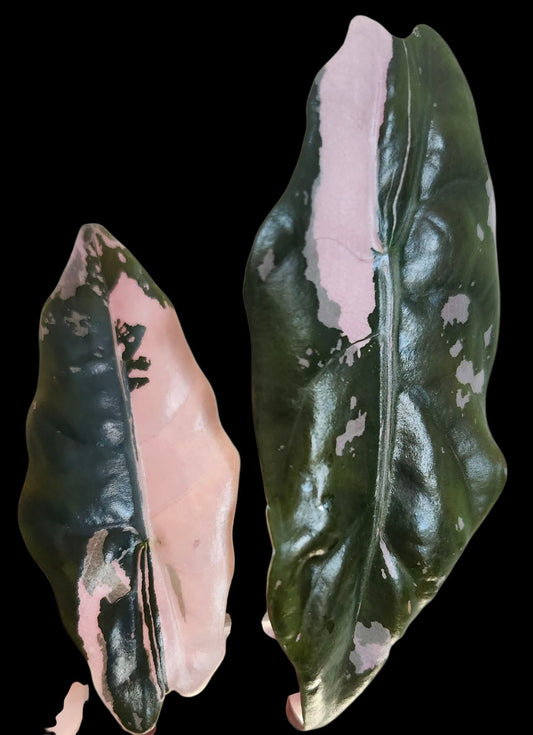 Alocasia Chantrieri Pink- Reserved