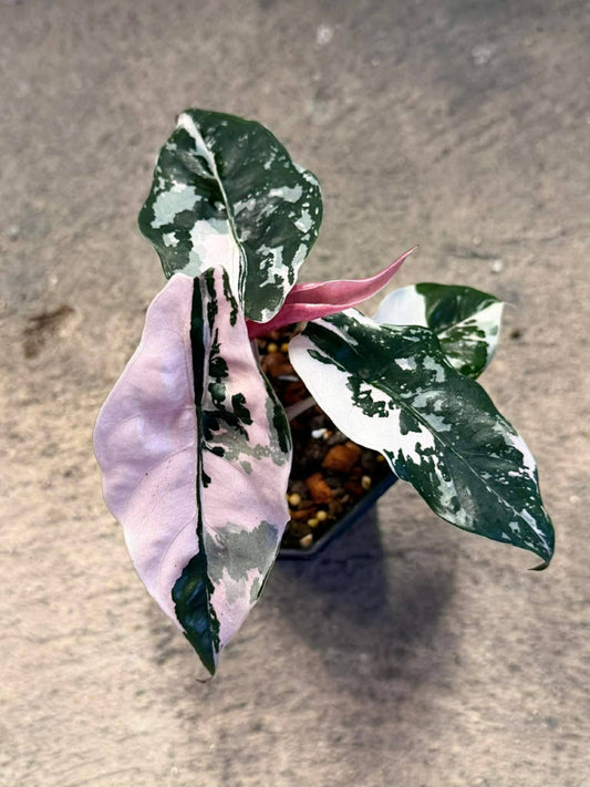 Alocasia Pink Chantrieri #6 reserved for Paige Neff