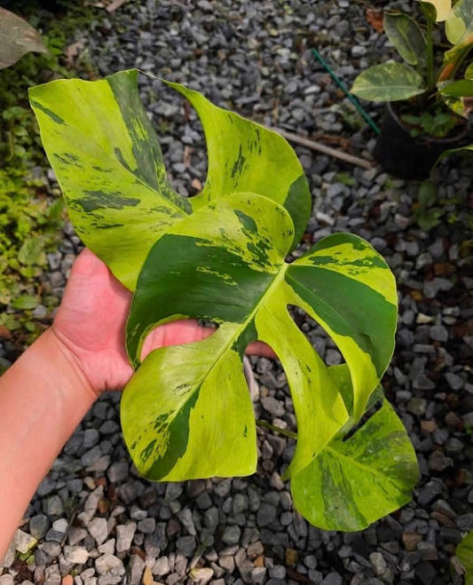 Monstera Yellow Marilyn, Monstera Light Lime- Reserved Sam Bivans