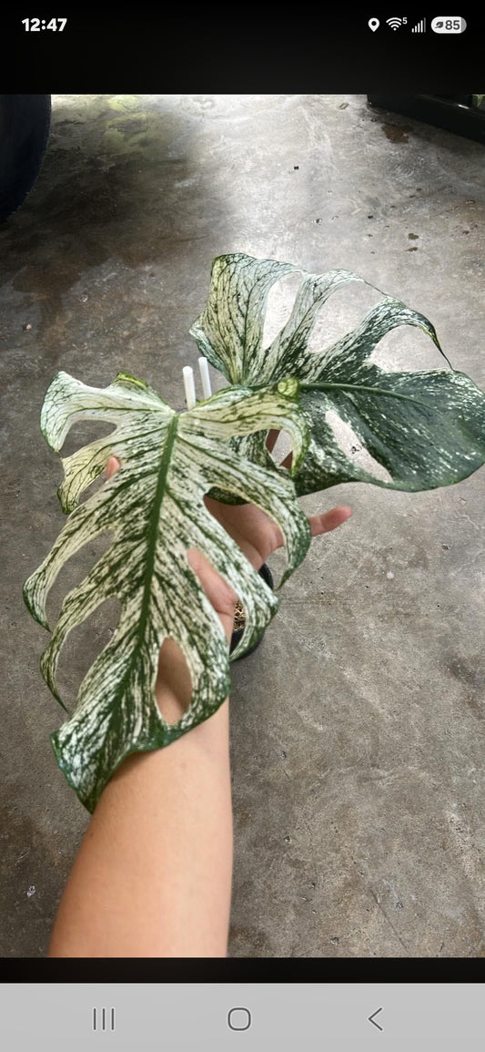 Monstera Devil +5% Pay in 4- Reserved Laura Martin