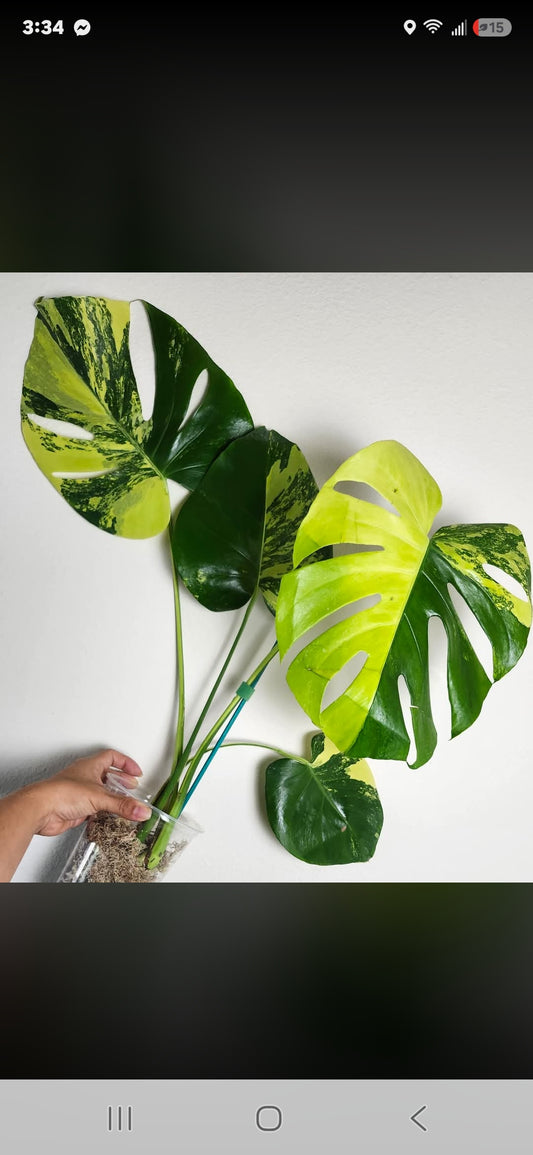 Monstera PomPom +5% pay in 4 - Reserved Katherine Moore