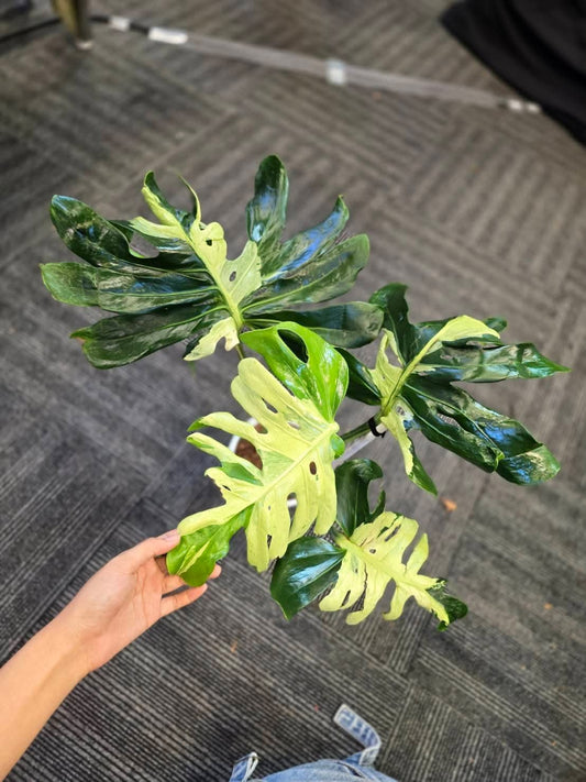 Monstera Ocean Lava+ International Shipping + Klarna/PayPal pay in 4 +5% - Reserved for Naomi Garcia