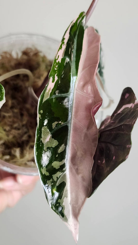 Alocasia Chantrieri Pink reserved for Ronald Tovar