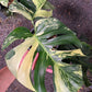 Monstera Mint 2 Bundle- Reserved Kati Ortiz