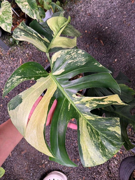 Monstera Mint 2 Bundle- Reserved Kati Ortiz