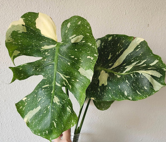 Monstera Ribcage- Reserved Chad Popour