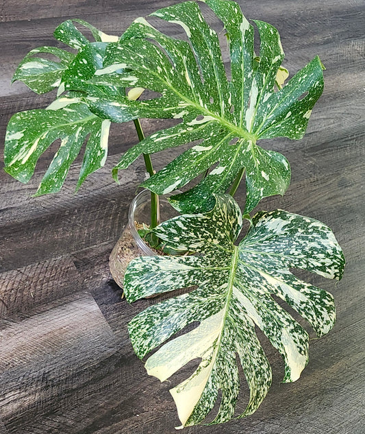 Monstera Starlight #2- Reserved Geici Costa Barham