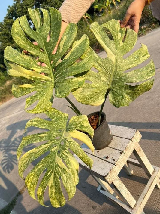 Monstera Legacy- Reserved Lynette Zielke