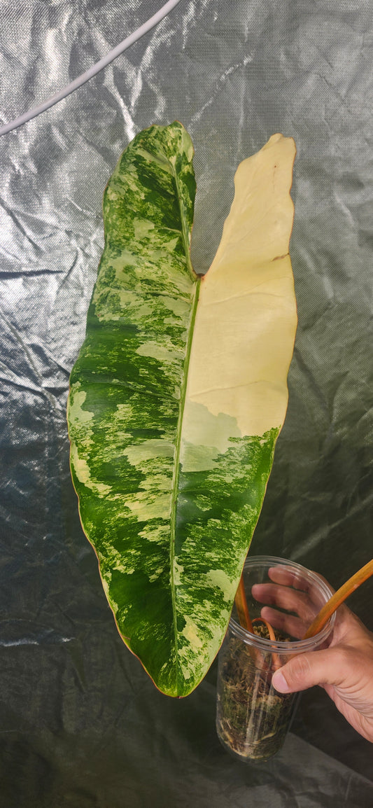 Philodendron Variegated Billietiae reserved for Britnee Surles