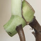 Monstera Brazilian Full Mint Mid Cut Reserved for Jenny Newland Osbon