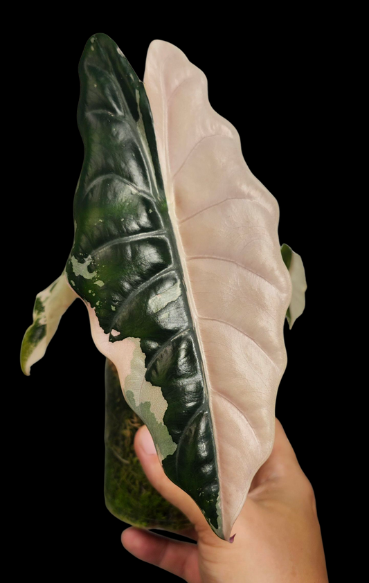 Alocasia Pink Chantrieri reserved for Jordan Moreland